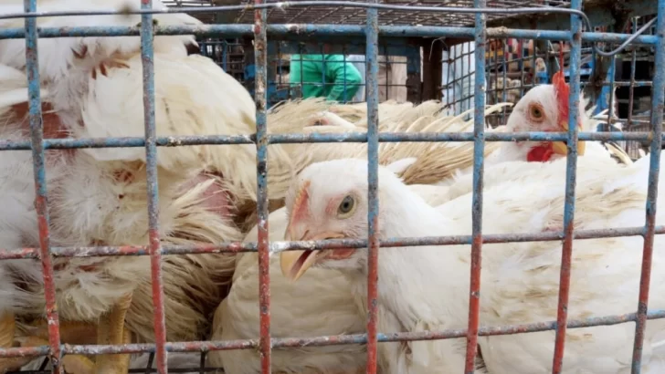 Confirmaron cuatro nuevos casos de gripe aviar y ascienden a 30 las detecciones