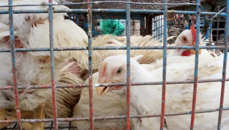 Las medidas que podría tomar el SENASA para evitar la propagación de la gripe aviar