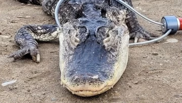 Sorpresa en Nueva York: rescataron a un cocodrilo que nadaba a metros de unos niños en un parque público