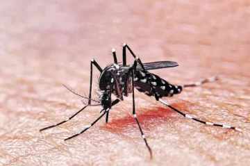 Confirmaron más de 500 casos de Dengue en Tucumán