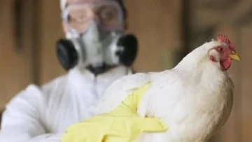 Gripe Aviar: Sacrificaron a medio centenar de patos, gansos y gallinas