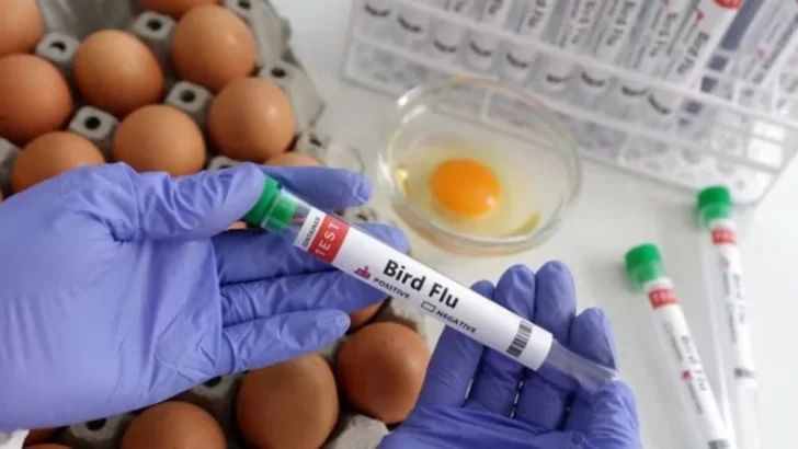 Gripe aviar: el gobierno confirmó un caso en la Argentina y declaró la emergencia sanitaria