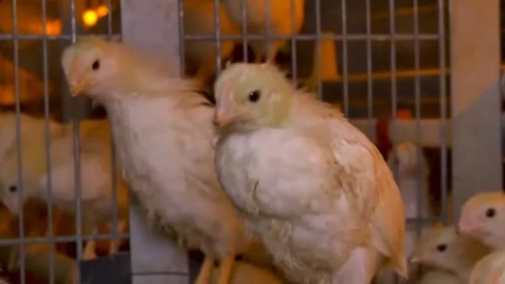 Confirmaron el primer caso de gripe aviar en aves de corral