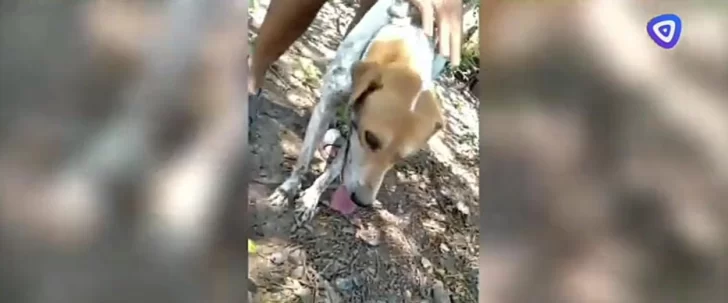 Envenenan perros en Las Cejas
