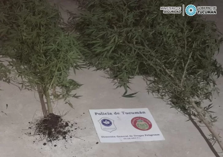 La Policía secuestró 14 plantas de marihuana