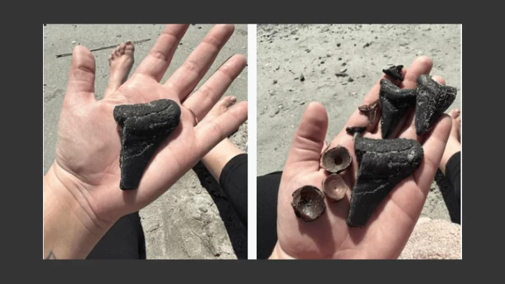 Encontró un enorme diente de tiburón megalodón de 3 millones de años