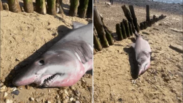 Enorme y raro tiburón apareció en la costa del Reino Unido por primera vez en la historia