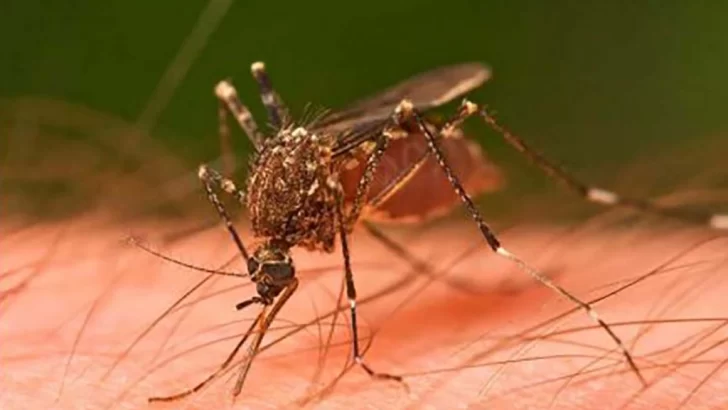 Confirmaron nueve casos de dengue en Tucumán