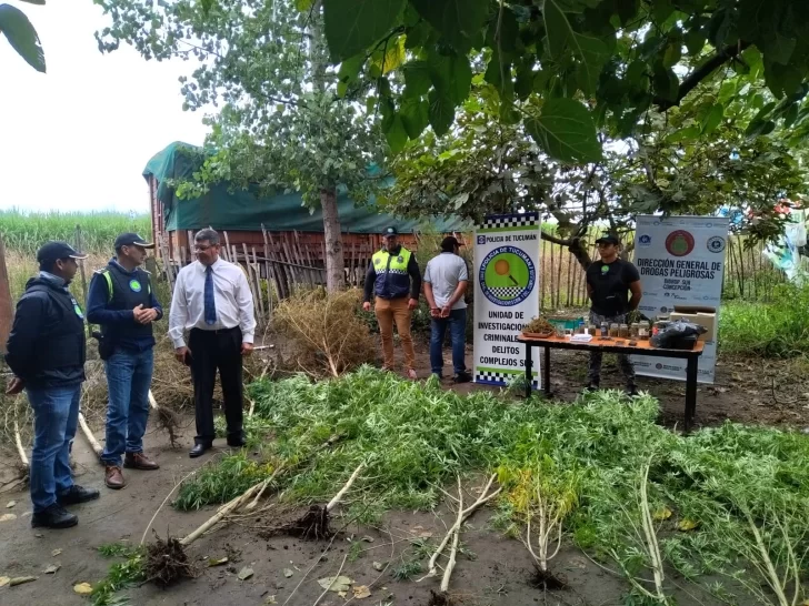 Decomisaron más de diez plantas de marihuana en Los Vega Decomisaron más de diez plantas de marihuana en Los Vega