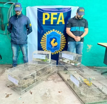 La Policía Federal Argentina desbarató una red de tráfico de fauna silvestre La Policía Federal Argentina desbarató una red de tráfico de fauna silvestre