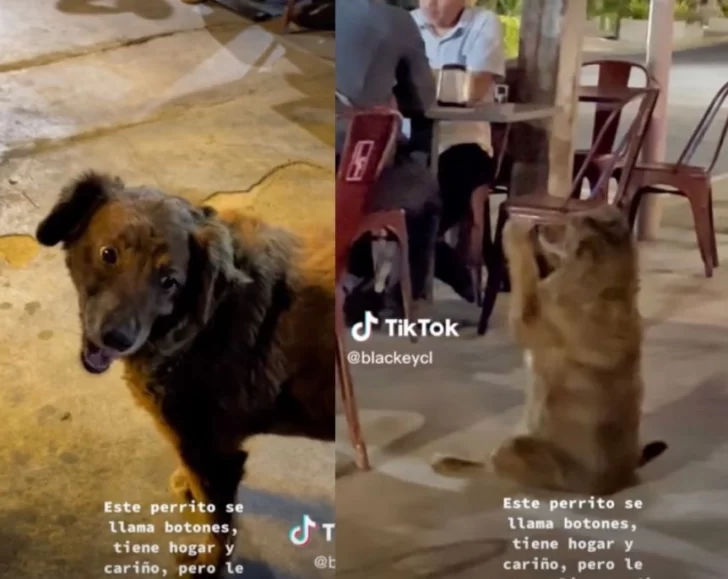 “Botones”: El divertido video del perrito que baila pidiendo comida