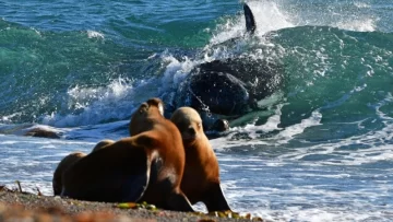 A la “caza” de la reina del mar: cómo es ver y retratar orcas en la Patagonia