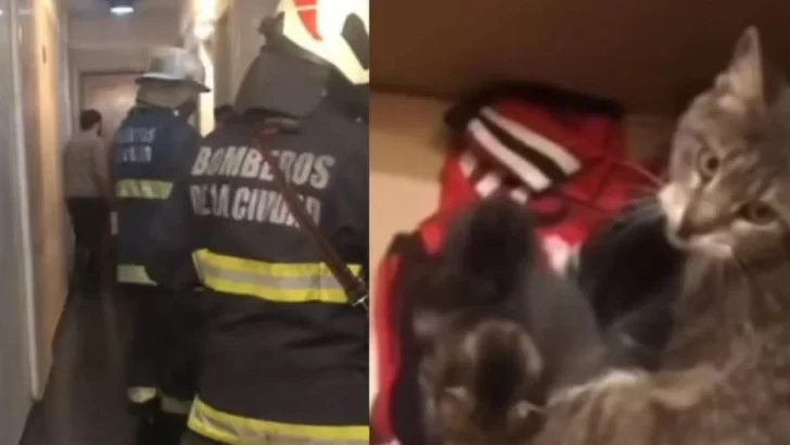 Una guardería de gatos compartió la emotiva anécdota de un rescate que involucró a Ricardo Darín