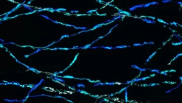 Biotextiles: la ropa del futuro podría ser de material vivo y autorreparable