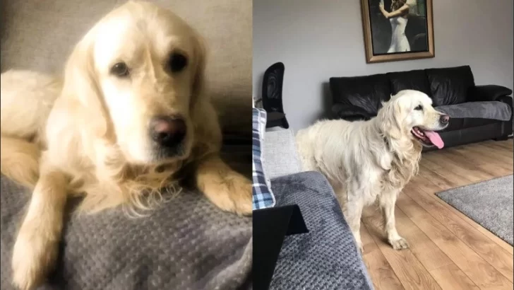 Un perro caminó durante casi un mes para volver con los dueños que lo habían abandonado