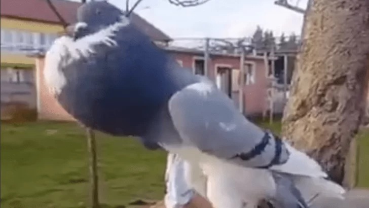 Video: “paloma mutante” de largas patas y cuello extraño causó revuelo en las redes sociales