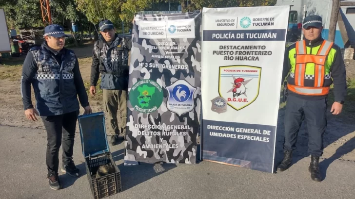 En la localidad de Huacra rescataron a un oso melero