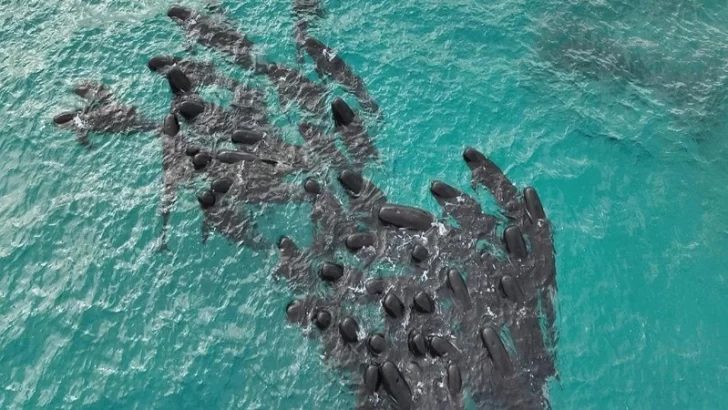Encontraron a 51 ballenas muertas en una playa de Australia e intentan salvar a otras 46