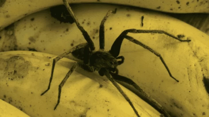 Un supermercado cerró hasta encontrar una araña que genera una extraña reacción en los hombres si son picados
