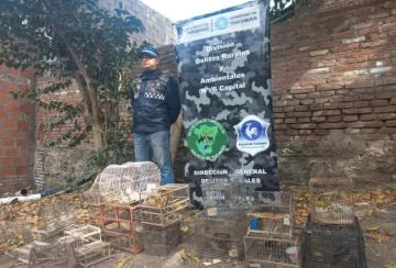 Rescatan 38 aves en cautiverio y dos reptiles que eran mantenidos como mascotas exóticas Rescatan 38 aves en cautiverio y dos reptiles que eran mantenidos como mascotas exóticas