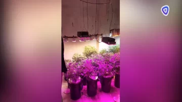 Desarticularon un laboratorio clandestino de plantas de marihuana en Concepción