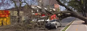 La caída de un árbol provocó daños en varios vehículos que estaban estacionados