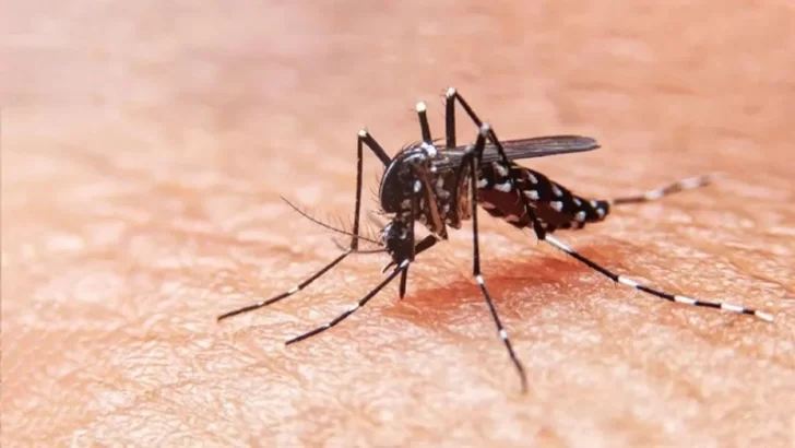 El calentamiento global está aumentando el alcance del dengue en todo el mundo: advierten que es una “amenaza de pandemia”