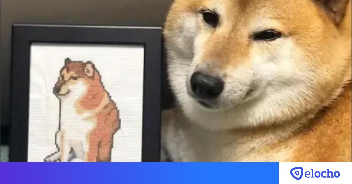 Perro Internet Random Internet de luto: murió Balltze, el famoso perro de internet | El Ocho