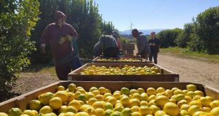 Limoneros autoconvocados cortarán rutas este viernes debido a su situación salarial