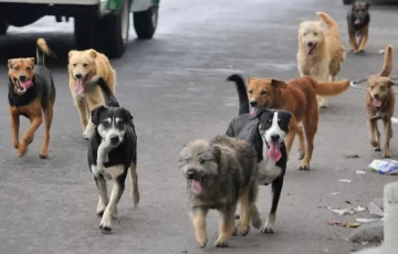 Organizaciones animalistas se oponen a la ordenanza sobre las perreras