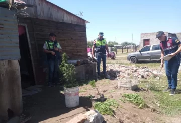 Investigaban el robo que sucedió en una escuela y encontraron 59 plantines de marihuana