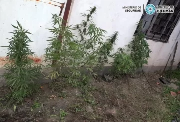 La Policía encontró plantas de marihuana en dos viviendas de la Capital tucumana