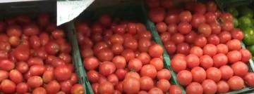 Registraron un importante incremento en el precio del tomate Registraron un importante incremento en el precio del tomate