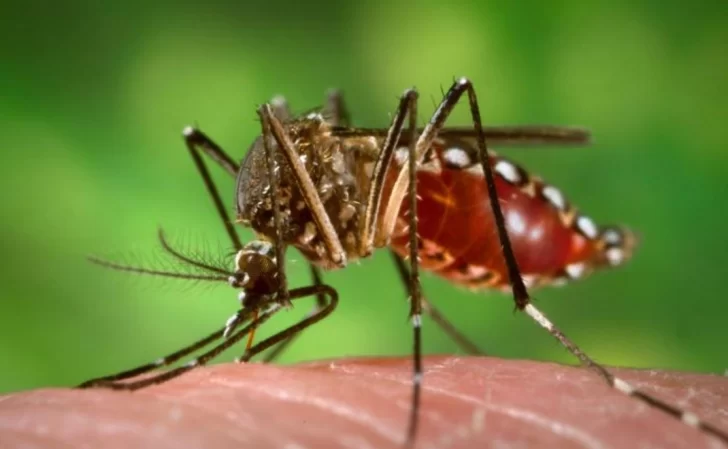 Se confirmaron dos casos importados de chikungunya en Tucumán Se confirmaron dos casos importados de chikungunya en Tucumán