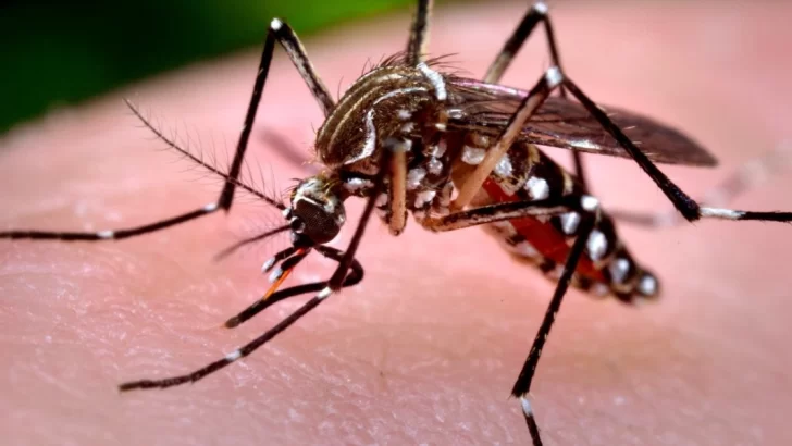 Posible caso de Chikungunya después de casi una década