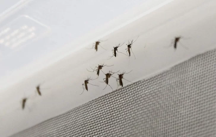 El dengue golpea a América: la OPS asegura que esta será la peor temporada de la historia