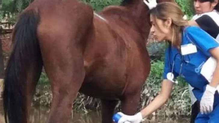 Confirmaron siete personas fallecidas por encefalitis equina en Argentina