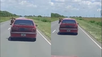 “Esto es Córdoba”: viajó varios kilómetros con un caballo en el auto