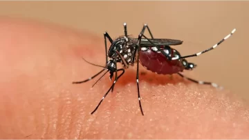 Dengue: hay más de 6 mil casos en Tucumán