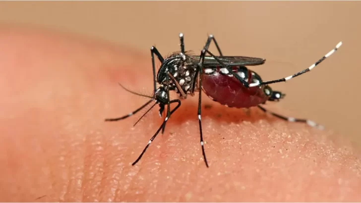 Tucumán registró 29 casos nuevos de dengue