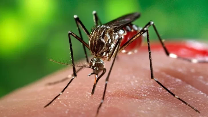 Qué es el dengue hemorrágico, cuáles son los síntomas y por qué es peligroso