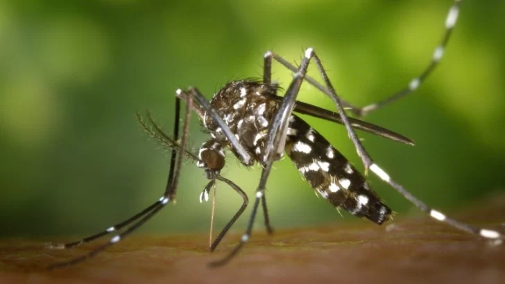 Murió un hombre afectado por dengue en Misiones