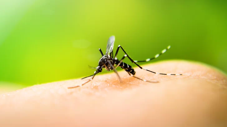 Tucumán superó los 650 casos de dengue