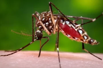 Dengue en Argentina: más de 33.000 casos y 25 muertes en seis meses
