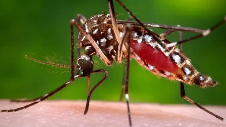 Dengue en Argentina: más de 33.000 casos y 25 muertes en seis meses