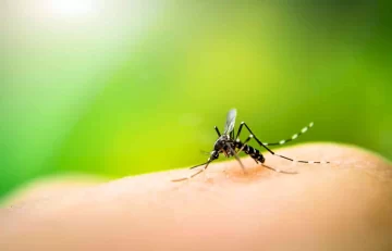 Alerta por brote de Dengue en Tucumán: más de 12.000 casos confirmados