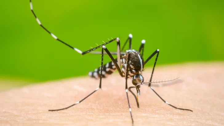 Aumenta la alerta por dengue en Argentina: brote histórico con 106 Muertes y 151 mil casos registrados