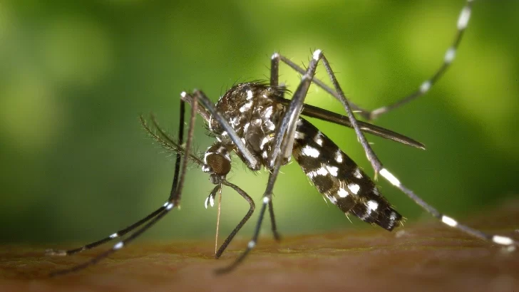 Dengue y alerta regional: Brasil superó el millón de contagios en los primeros dos meses de 2024