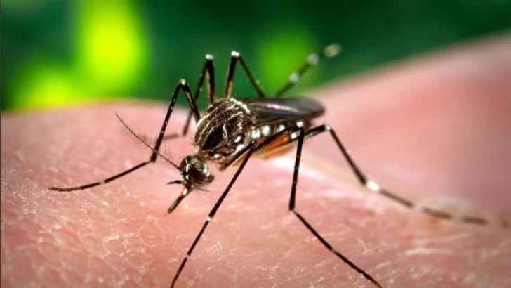 Dengue en Argentina: confirmaron más de 120 mil casos y 79 muertes en los últimos ocho meses