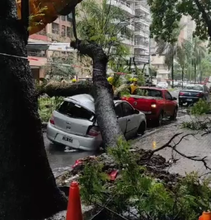 Consecuencias de la lluvia: cayó un árbol y aplastó un auto